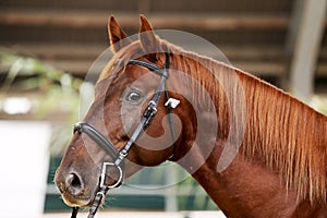 Headshot close up of a thoroughbred stallion in natural lights