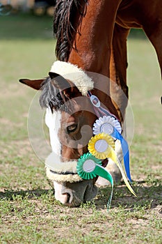Headshot closeup of an award winner sport horse on green natural