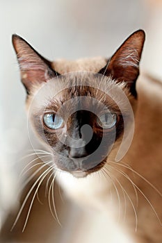 Headshot closeup Siamese Cat with blue eyes on white background. Thai ancient cat concept