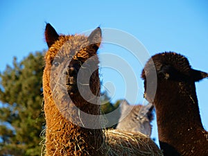 Headshot of a Cute Brown Alpaca