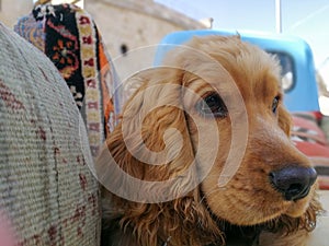 Headshot,The dog brown english cocker spaniel,he sleep on Pickup truck