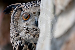 Headshot of an European eagle-owl Bubo bubo