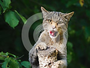 Headshot of european wildcat (Felis silvestris