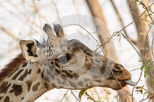 Headshot of a feeding giraffe