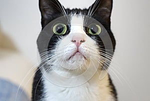 Headshot of a funny bicolor cat, a black-and-white kitty with a surprised look
