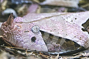 Headshot of a gaboon viper