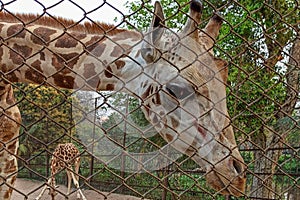 Headshot of a giraffe beyond a wire mesh in a zoo