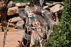 Headshot of Giraffe at Cheyenne Mountain Zoo
