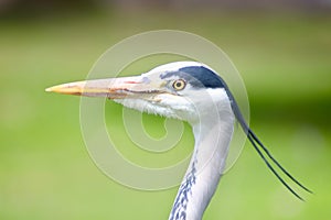 Headshot of a grey heron