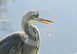 A head shot of a Grey Heron, Ardea cinerea, poking out its tongue. It has been hunting for food at the edge of a lake.