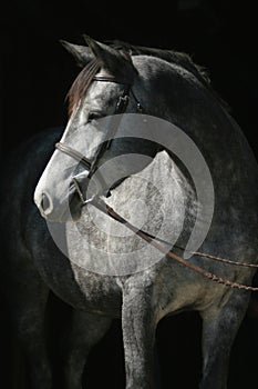 Headshot of grey mare in bridle