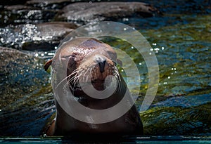 Headshot of the harbor seal in zoo.