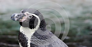 Headshot of a Humboldt Penguin at conservation site in a zoo