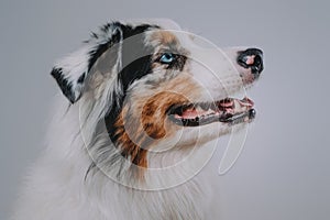Headshot of joyful australian dog in white background