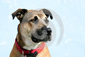 Headshot of large mixed breed dog looks right photo