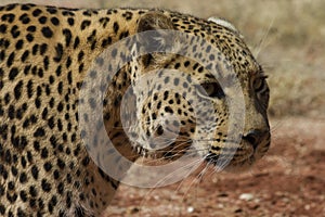 Headshot of Leopard with long whiskers