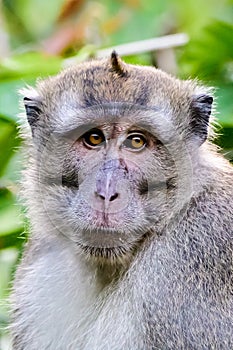 Headshot of a long tailed Macaque