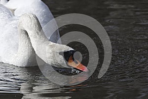 Headshot of a mute swan drinking water