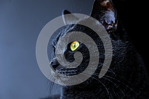 Headshot of mystical black cat with yellow eyes, cat profile with mindbending look, colored background photo