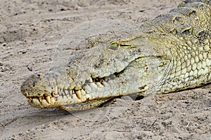 Headshot of a Nile crocodile