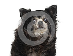 Headshot of an Old graying Chihuahua, isolated