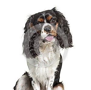 Headshot of a Panting Cavalier King Charles, isolated