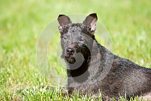 Headshot of Patterdale terrier