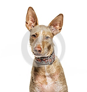 Headshot of a Podenco, isolated