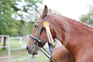 Headshot portrait close up of an award winner chestnut