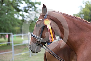 Headshot portrait close up of an award winner chestnut