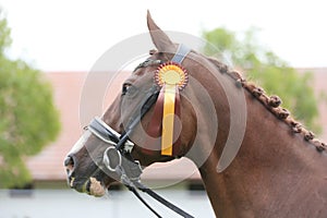 Headshot portrait close up of an award winner chestnut