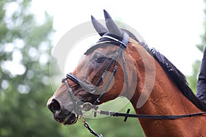 Headshot portrait close up of a beautiful sport horse on show jumping event. Side view head shot of a show jumper horse on natural