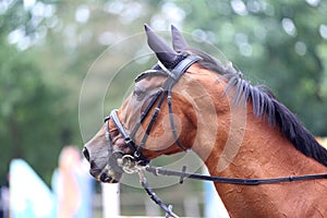 Headshot portrait close up of a beautiful sport horse on show jumping event. Side view head shot of a show jumper horse on natural