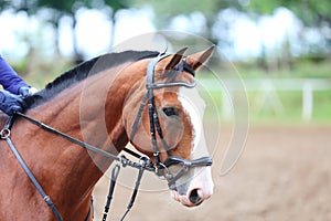 Headshot portrait close up of a beautiful sport horse on show jumping event. Side view head shot of a show jumper horse on natural