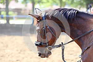 Headshot portrait close up of a beautiful sport horse on show jumping event. Side view head shot of a show jumper horse on natural