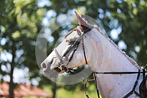 Headshot portrait close up of a beautiful sport horse on show jumping event. Side view head shot of a show jumper horse on natural