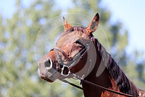 Headshot portrait close up of a beautiful sport horse on show jumping event. Side view head shot of a show jumper horse on natural