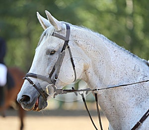 Headshot portrait close up of a beautiful sport horse on show jumping event. Side view head shot of a show jumper horse on natural