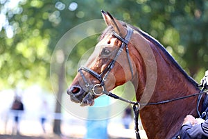 Headshot portrait close up of a beautiful sport horse on show jumping event. Side view head shot of a show jumper horse on natural