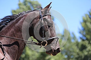 Headshot portrait close up of a beautiful sport horse on show jumping event. Side view head shot of a show jumper horse on natural