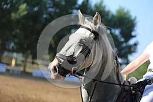 Headshot portrait close up of a beautiful sport horse on show jumping event. Side view head shot of a show jumper horse on natural