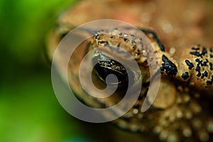 Headshot Portrait of a Common toad