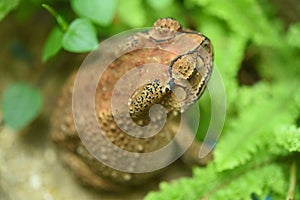 Headshot Portrait of a Common to, toad.blind                                           ad