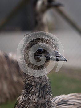 Headshot portrait of flightless bird Emu Dromaius novaehollandiae face eyes beak nostrils feathers closeup