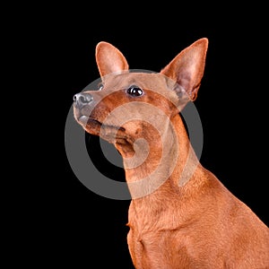 Headshot portrait of Miniature Pinscher