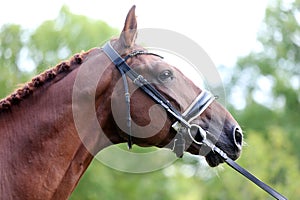 Headshot of a purebred horse against natural background at rural ranch on horse show summertime outddors