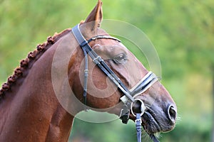 Headshot of a purebred horse against natural background at rural ranch on horse show summertime outddors