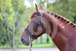 Headshot of a purebred horse against natural background at rural ranch on horse show summertime outddors