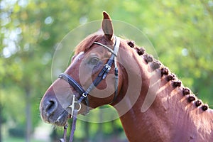 Headshot of a purebred horse against natural background at rural ranch on horse show summertime outddors