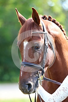 Headshot of a purebred horse against natural background at rural ranch on horse show summertime outddors